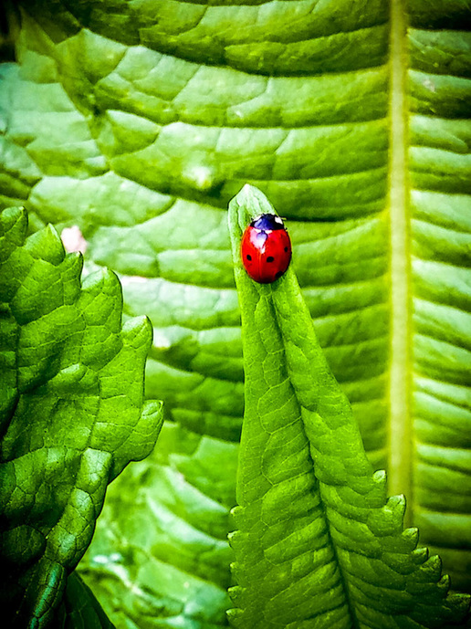 Lady Bug by Peter Dowell