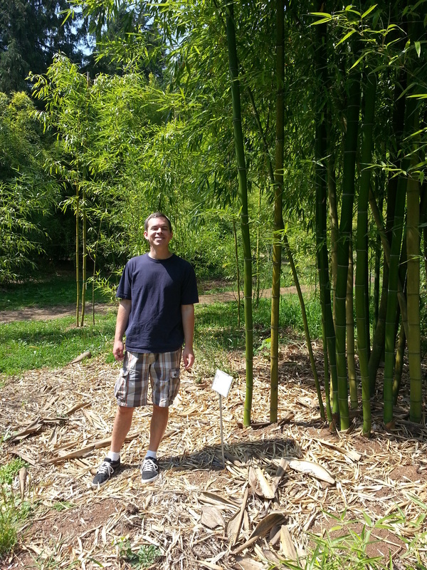 Chinese Timber Bamboo