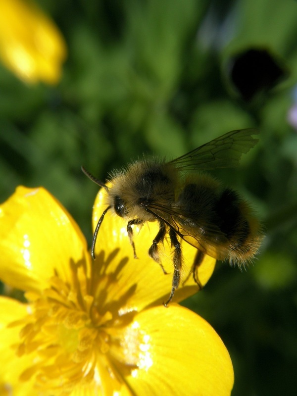 Macro photography | by Peter Dowell | Bumblebee in-flight pollinating a buttercup flower.