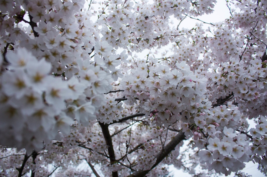 PD & JJ Harvest House Cherry Tree in Full Bloom